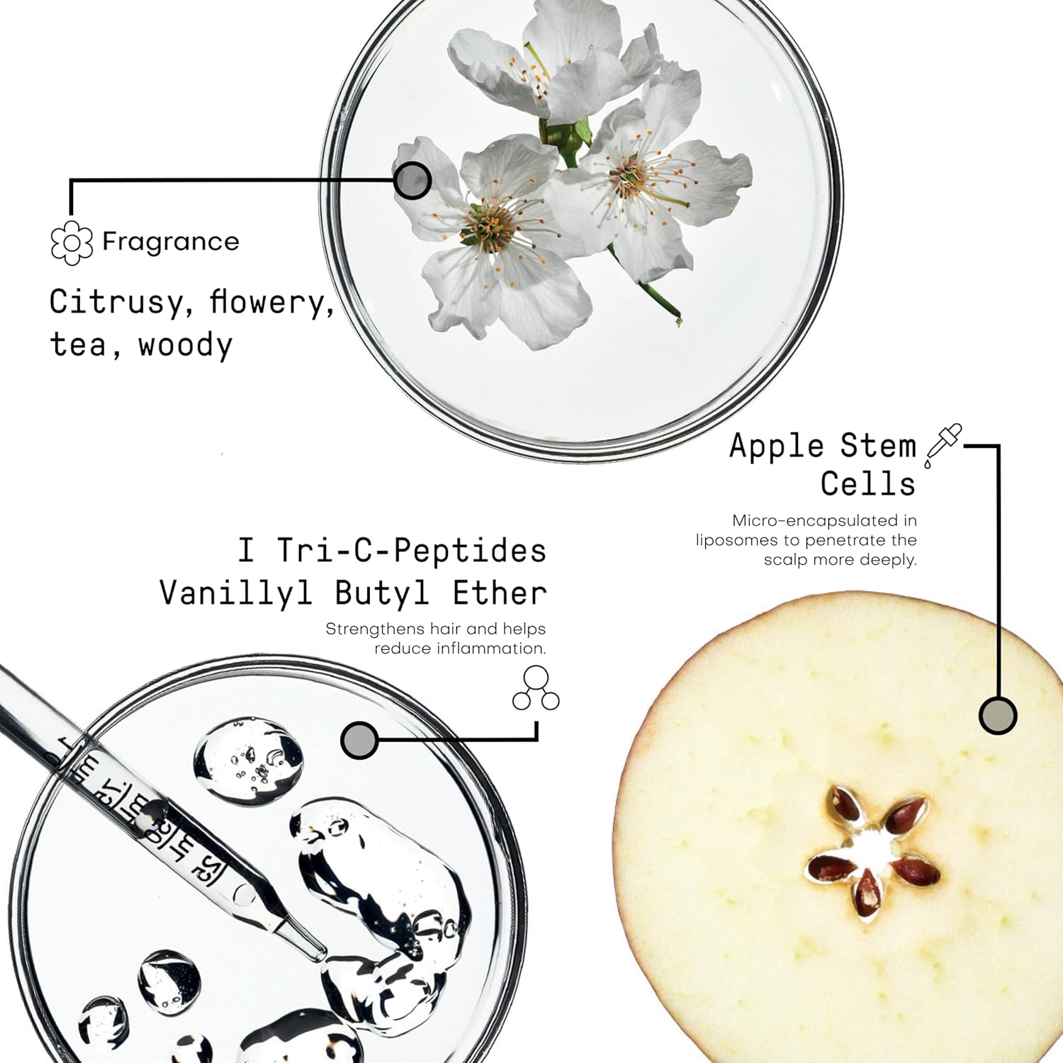 Densifying Activator (ampollas)